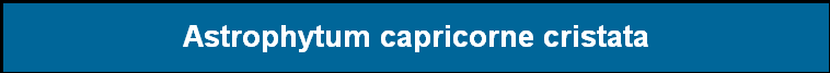 Astrophytum capricorne cristata
