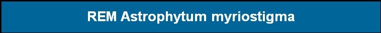 REM Astrophytum myriostigma